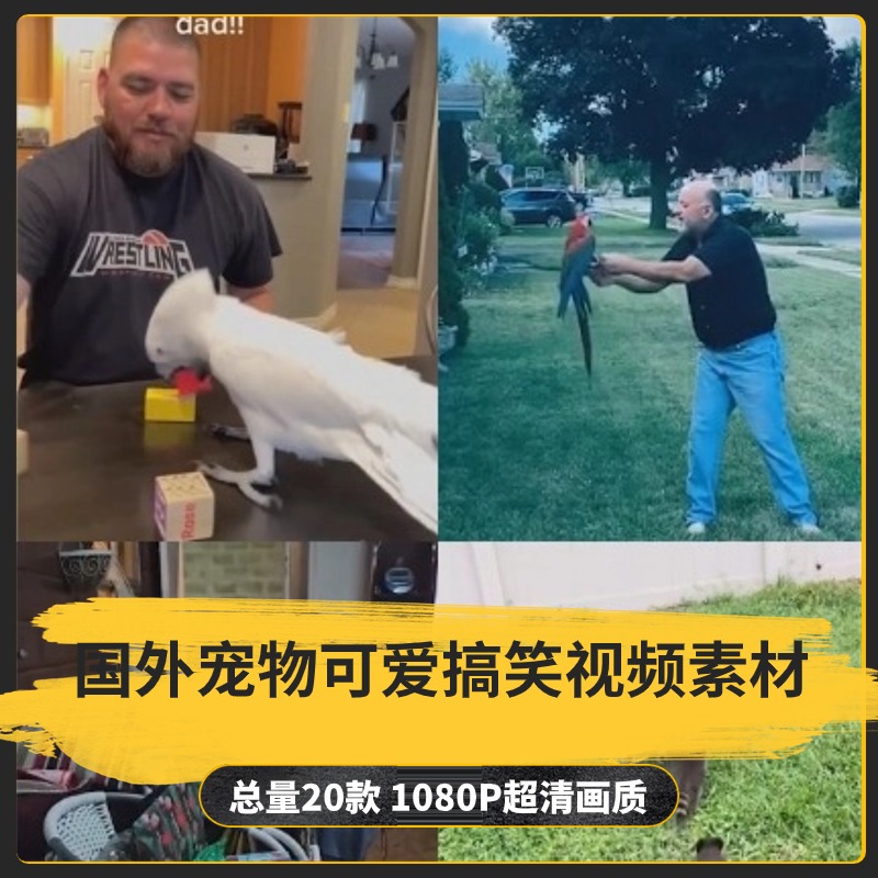 【20款】国外宠物可爱搞笑视频素材-捷亚素材网