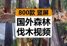 【800款】国外森林工人电锯砍伐大树原声小说推文减压解压视频素材-捷亚素材网