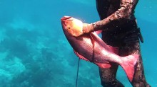 国外海底捕鱼深海猎鱼射鱼冒险趣味解压减压视频素材-捷亚素材网